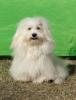 Blanquito Blanche Cubanese Kennel
